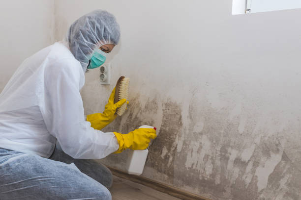 Best Mold Cleaning Services  in Pine Mountain Clu, CA