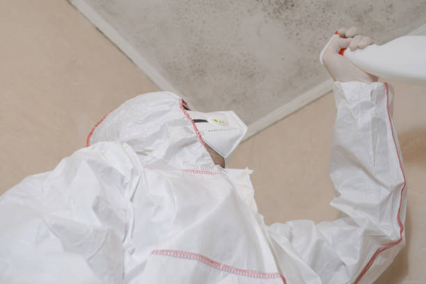Best Local Mold Removal Service  in Pine Mountain Clu, CA