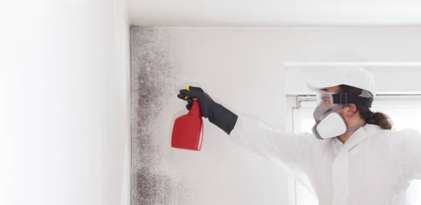 Best Mold Testing  in Pine Mountain Clu, CA