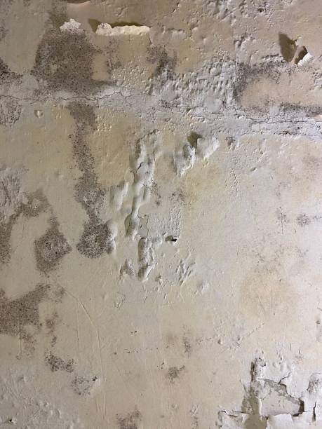 Best Mold Testing  in Pine Mountain Clu, CA