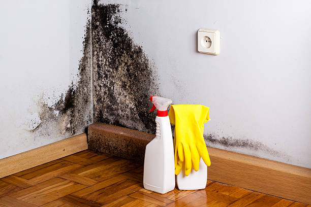 Best Attic Mold Removal  in Pine Mountain Clu, CA