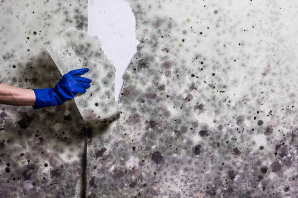 Best Mold Removal Near Me  in Pine Mountain Clu, CA